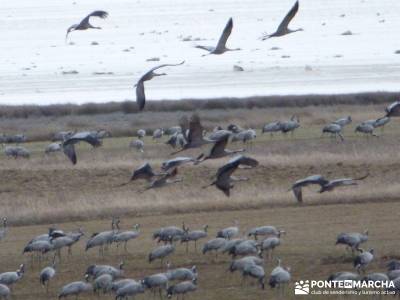 Hoces y cañones del Río Gallo - Grullas en Laguna Gallocanta;senderismo en monfrague